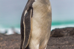 Falklandinseln