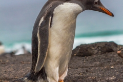 Falklandinseln
