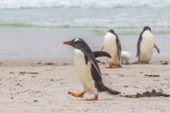 Falklandinseln
