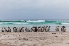 Falklandinseln