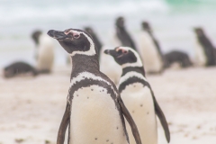 Falklandinseln