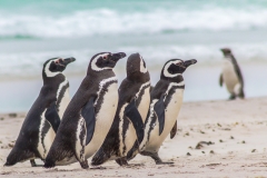 Falklandinseln
