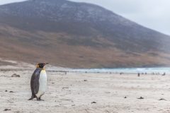 Falklandinseln