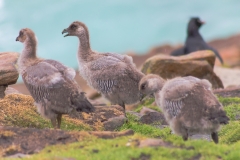 Falklandinseln