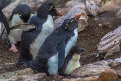 Falklandinseln
