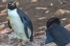Falklandinseln
