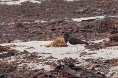 Falklandinseln