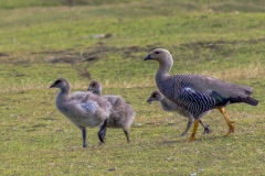 Falklandinseln
