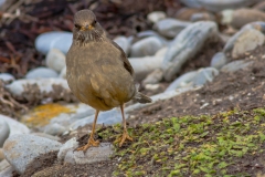 Falklandinseln