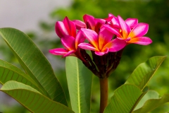 Im Garten vom Hostel in Montanita