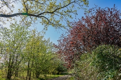 Bonn - Rodderberg