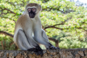 Kenya - Mombasa - Haller Park