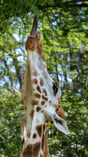 Kenya - Mombasa - Haller Park