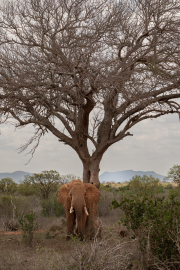 Kenya - Tsavo East National Park