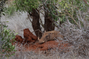 Kenya - Tsavo East National Park