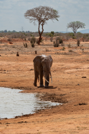 Kenya - Tsavo East National Park