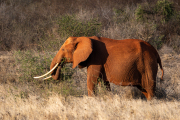 Kenya - Tsavo East National Park
