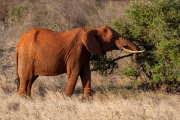 Kenya - Tsavo East National Park