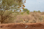 Kenya - Tsavo East National Park