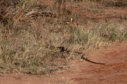 Kenya - Tsavo East National Park