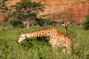 Kenya - Tsavo East National Park