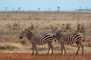 Kenya - Tsavo East National Park
