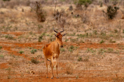 Kenya - Tsavo East National Park