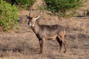 Kenya - Tsavo East National Park