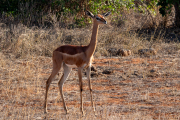 Kenya - Tsavo East National Park