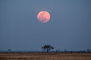 Kenya - Tsavo East National Park