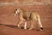 Kenya - Tsavo East National Park