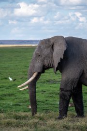 Kenya - Amboseli National Park