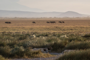 Kenya - Amboseli National Park