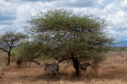 Kenya - Tsavo West