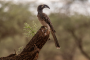Kenya - Tsavo West