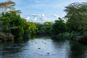 Kenya - Tsavo West - Mzima Springs
