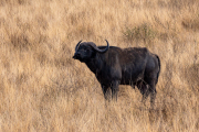 Kenya - Tsavo West