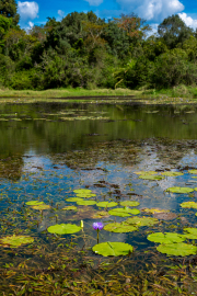 Kenya - Nairobi - Karura Forest