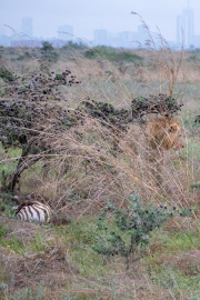Kenya - Nairobi - Nairobi National Park