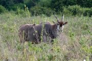 Kenya - Nairobi - Nairobi National Park