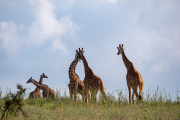 Kenya - Nairobi - Nairobi National Park