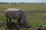 Kenya - Nairobi - Nairobi National Park