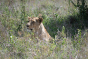 Kenya - Nairobi - Nairobi National Park
