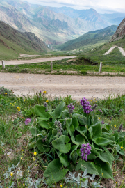 Kyrgyzstan - Road to Song Kul