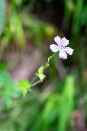 Kyrgyzstan - Sary Chelek