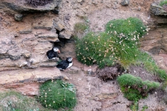 Scotland - puffins at the Duncansby Head