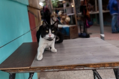 Catcontent