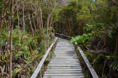 Nationalpark Chiloé - durch das Moor sind die Wege teilweise aus Holz