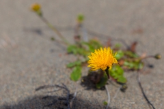 Chepu - und an manchen Stellen ist auch hier Frühling
