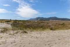 Chepu - auf dem Rückweg wieder vorbei an Kuhweiden